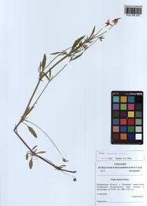 Viola arvensis Murray, Siberia, Altai & Sayany Mountains (S2) (Russia)