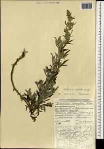 Artemisia vulgaris subsp. vulgaris, Mongolia (MONG) (Mongolia)