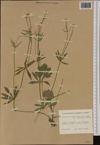 Ranunculus fallax (Wimm. & Grab.) Schur, Western Europe (EUR) (Finland)