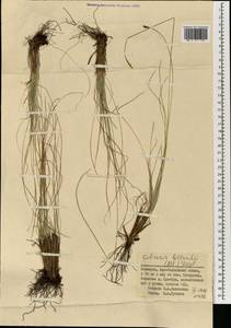 Carex myosuroides Vill., Mongolia (MONG) (Mongolia)