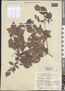 Euonymus alatus (Thunb.) Siebold, South Asia, South Asia (Asia outside ex-Soviet states and Mongolia) (ASIA) (China)