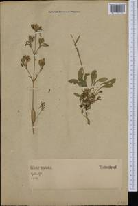 Silene nutans, Western Europe (EUR) (Germany)