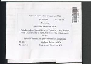 Cinclidium arcticum (Bruch & Schimp.) Schimp., Bryophytes, Bryophytes - Krasnoyarsk Krai, Tyva & Khakassia (B17) (Russia)
