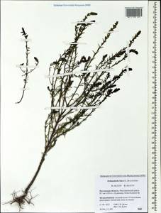 Odontites luteus (L.) Clairv., Eastern Europe, Rostov Oblast (E12a) (Russia)