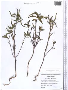 Euphorbia davidii Subils, Caucasus, Krasnodar Krai & Adygea (K1a) (Russia)