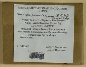 Warnstorfia pseudostraminea (Müll. Hal.) Tuom. & T.J. Kop., Bryophytes, Bryophytes - Krasnoyarsk Krai, Tyva & Khakassia (B17) (Russia)