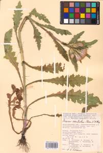 Cirsium esculentum (Siev.) C. A. Mey., Eastern Europe, Lower Volga region (E9) (Russia)
