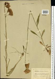 Campanula persicifolia L., Eastern Europe, Central region (E4) (Russia)
