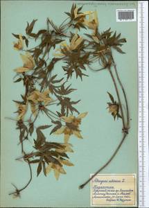 Clematis sibirica (L.) Mill., Middle Asia, Northern & Central Tian Shan (M4) (Kazakhstan)