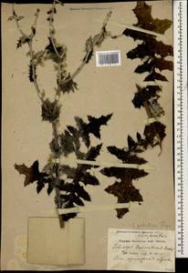 Echinops ossicus C. Koch, Caucasus, Black Sea Shore (from Novorossiysk to Adler) (K3) (Russia)