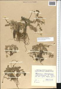 Callianthemum alatavicum Freyn, Middle Asia, Western Tian Shan & Karatau (M3) (Kyrgyzstan)