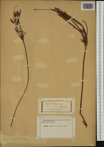 Cyperus longus L., Western Europe (EUR) (Not classified)