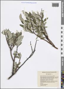 Salix lapponum L., Siberia, Western Siberia (S1) (Russia)