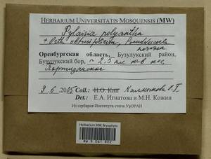 Pylaisia polyantha (Hedw.) Schimp., Bryophytes, Bryophytes - South Urals (B14) (Russia)