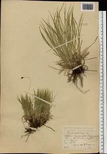 Carex montana L., Eastern Europe, Central forest-and-steppe region (E6) (Russia)