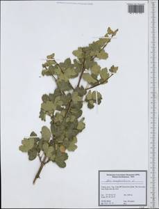 Acer monspessulanum L., South Asia, South Asia (Asia outside ex-Soviet states and Mongolia) (ASIA) (Turkey)