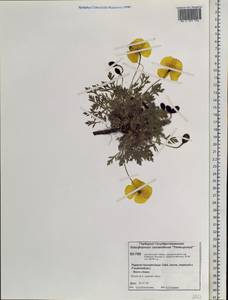 Papaver leucotrichum Tolm., Siberia, Central Siberia (S3) (Russia)