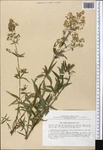 Galium turkestanicum Pobed., Middle Asia, Northern & Central Tian Shan (M4) (Kazakhstan)