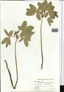 Leontice leontopetalum subsp. ewersmannii (Bunge) Coode, Middle Asia, Western Tian Shan & Karatau (M3) (Kyrgyzstan)