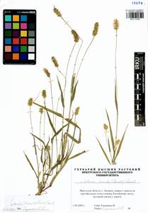 Setaria pumila (Poir.) Roem. & Schult., Siberia, Baikal & Transbaikal region (S4) (Russia)