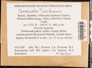 Coscinodon cribrosus (Hedw.) Spruce, Bryophytes, Bryophytes - Baikal & Transbaikal regions (B18) (Russia)