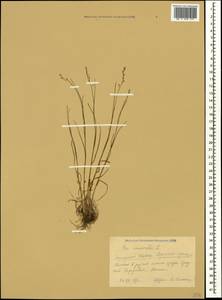 Poa nemoralis L., Caucasus, Krasnodar Krai & Adygea (K1a) (Russia)