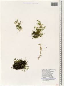 Lycopodioides helvetica (L.) Kuntze, Caucasus, Stavropol Krai, Karachay-Cherkessia & Kabardino-Balkaria (K1b) (Russia)