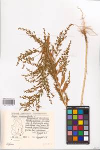 Axyris amaranthoides L., Eastern Europe, Volga-Kama region (E7) (Russia)