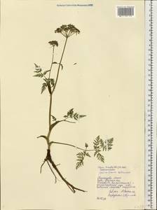 Conioselinum tataricum Hoffm., Eastern Europe, Northern region (E1) (Russia)
