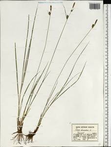 Carex tomentosa L., Eastern Europe, Central forest-and-steppe region (E6) (Russia)