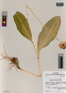 Allium microdictyon Prokh., Siberia, Altai & Sayany Mountains (S2) (Russia)