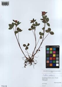 KUZ 000 764, Trifolium pratense L., Siberia, Altai & Sayany Mountains (S2) (Russia)