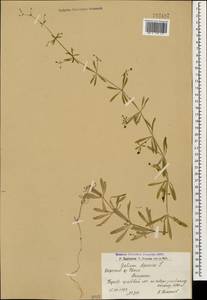 Galium aparine L., Caucasus, Armenia (K5) (Armenia)