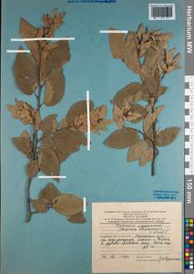 Carpinus schuschaensis H.J.P.Winkl., Caucasus, Azerbaijan (K6) (Azerbaijan)