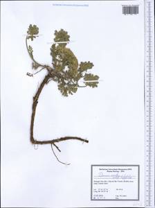 Daucus carota subsp. halophilus (Brot.) A. Pujadas, Western Europe (EUR) (Portugal)