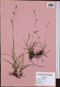 Carex panicea L., Eastern Europe, Central region (E4) (Russia)