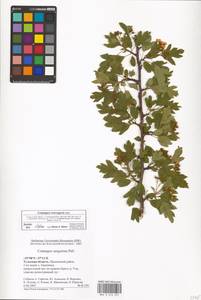 Crataegus monogyna Jacq., Eastern Europe, Central region (E4) (Russia)