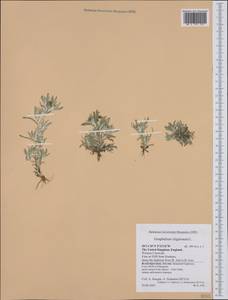 Gnaphalium uliginosum L., Western Europe (EUR) (United Kingdom)