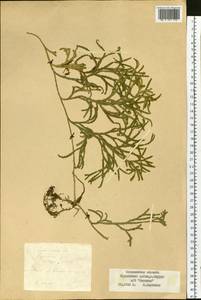 Diphasiastrum complanatum (L.) Holub, Siberia, Russian Far East (S6) (Russia)