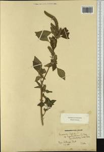Amaranthus hypochondriacus L., Western Europe (EUR) (Switzerland)