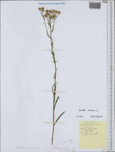 Achillea ptarmica subsp. ptarmica, Eastern Europe, Central forest region (E5) (Russia)