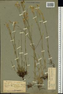 Dianthus arenarius, Eastern Europe, Western region (E3) (Russia)