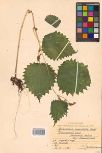 Laportea cuspidata (Wedd.) Friis, Siberia, Russian Far East (S6) (Russia)