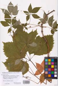 Parthenocissus quinquefolia (L.) Planch., Eastern Europe, Central region (E4) (Russia)