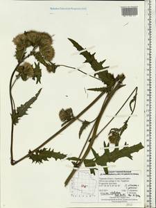 Cirsium ×hybridum W. D. J. Koch ex DC., Eastern Europe, North-Western region (E2) (Russia)