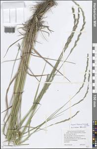 Elymus violaceus (Hornem.) J.Feilberg, Eastern Europe, Moscow region (E4a) (Russia)