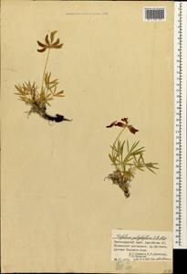 Trifolium polyphyllum (C.A.Mey.)Latsch., Caucasus, Krasnodar Krai & Adygea (K1a) (Russia)