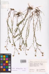 Linum perenne subsp. extraaxillare (Kit.) Nyman, Eastern Europe, West Ukrainian region (E13) (Ukraine)