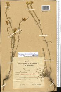 Erysimum siliculosum (M. Bieb.) DC., Middle Asia, Northern & Central Kazakhstan (M10) (Kazakhstan)