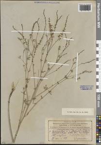 Astragalus melilotoides Pall., Siberia, Altai & Sayany Mountains (S2) (Russia)